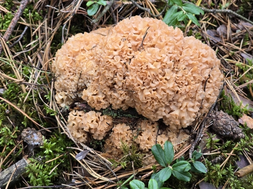 Cauliflower Fungus