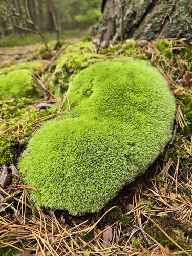 Pincushion Moss