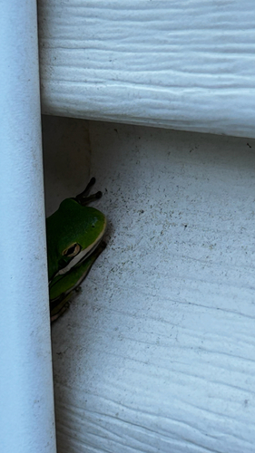 Green Treefrog