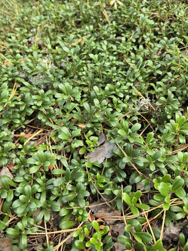 bearberry