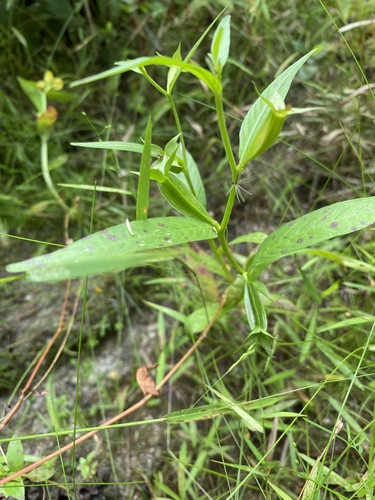 Wingleaf Primrose-Willow