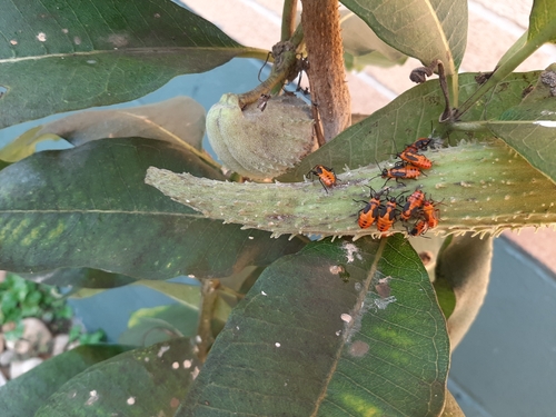 Large Milkweed Bug