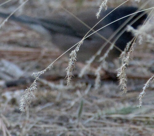 Poa bulbosa, photograph 1