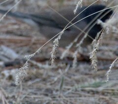 Poa bulbosa, photograph (c) cigazze, some rights reserved (CC BY)