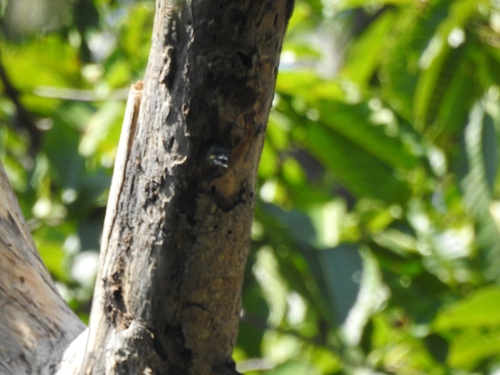 Psilopogon australis observed 2026-09-13