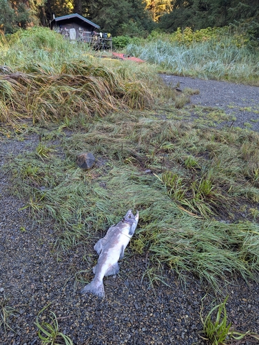 Pink Salmon