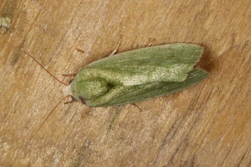 Egyptian Bollworm