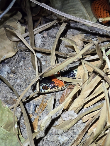 Brazilian False Coral Snake