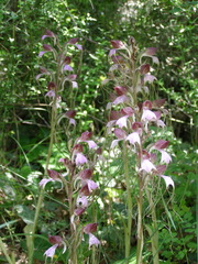 Himantoglossum comperianum