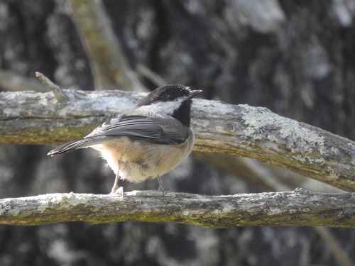 Black-capped Chickadee