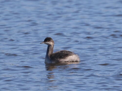 Eared Grebe