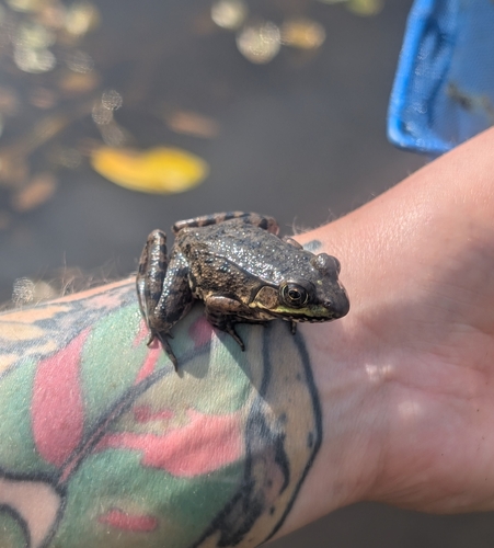 Green Frog