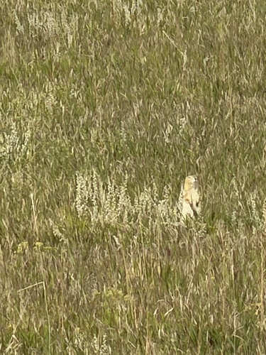 Richardson's Ground Squirrel