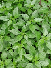 Parietaria officinalis, photograph (c) Viktor Strenada, some rights reserved (CC BY)
