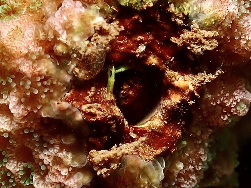 Utinomiella dimorpha observed 2026-08-27