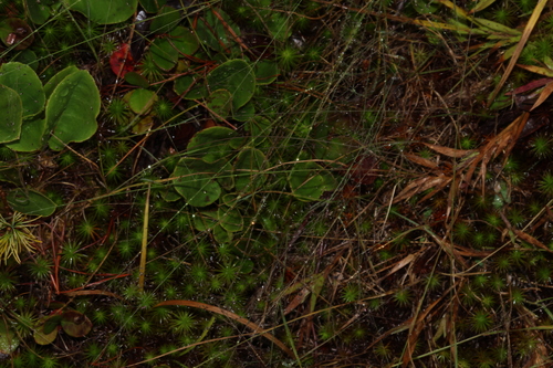 Muhlenbergia uniflora, 2026-09-13
