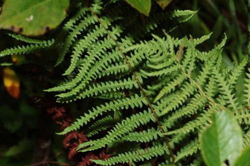 Coryphopteris observed 2026-09-13