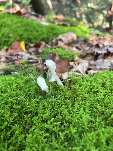 Ghost Pipe