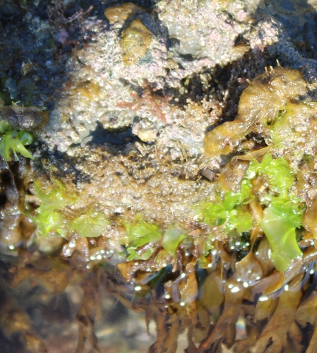 Ulva californica, 2026-09-11