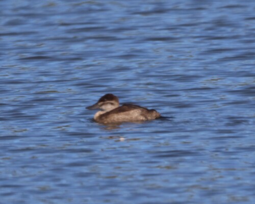 Ruddy Duck