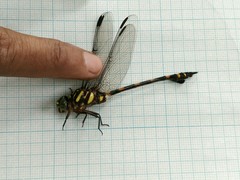 Ictinogomphus decoratus