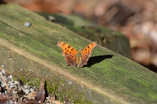 Eastern Comma