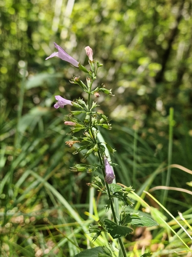 Wood Calamint