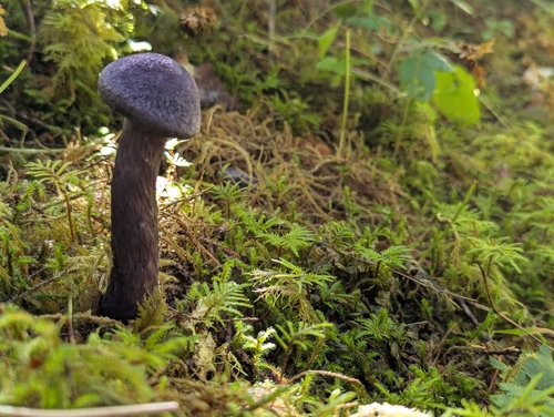 violet webcap
