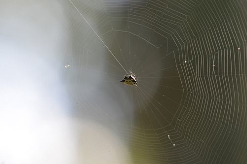 Spinybacked Orbweaver