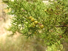 Juniperus pinchotii