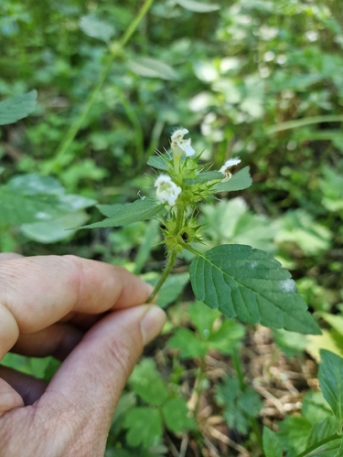 Common hemp-nettle