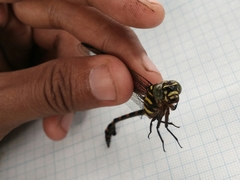 Ictinogomphus decoratus