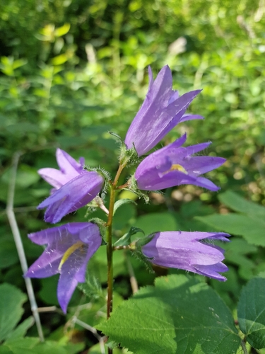Nettle-leaved Bellflower