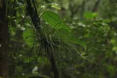 Lemeltonia narthecioides