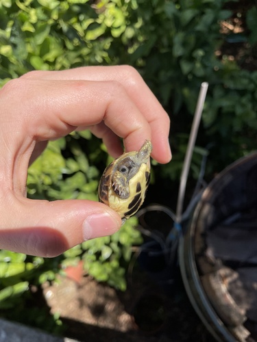 Boettger's Tortoise