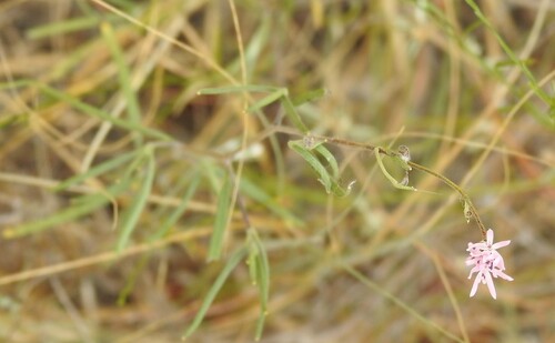 Palafoxia callosa
