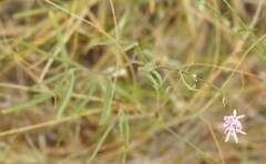Palafoxia callosa
