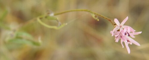 Palafoxia callosa, photograph 1