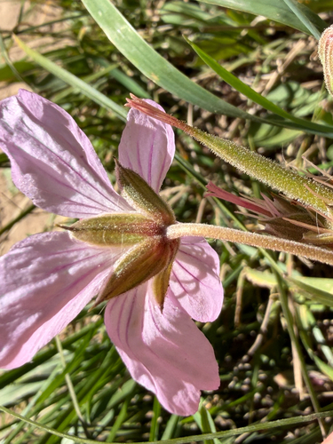 Geranium viscosissimum, photograph 3