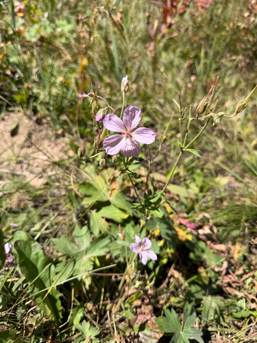 Geranium viscosissimum, photograph 2