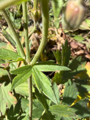 Geranium viscosissimum, photograph 6