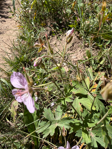 Geranium viscosissimum, photograph 4