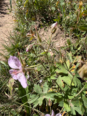 Geranium viscosissimum, photograph (c) Whitney Brook Matson, some rights reserved (CC BY)