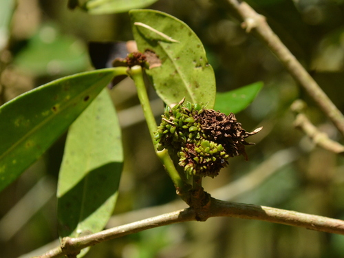 Pisphondylia brasiliensis