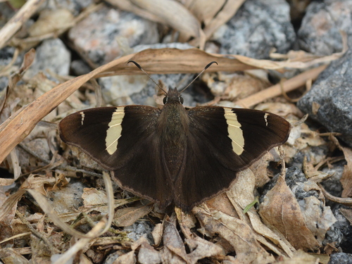 Oechydrus chersis