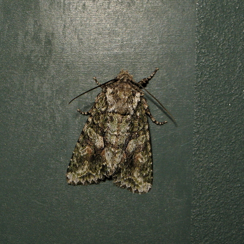 Brindled Green
