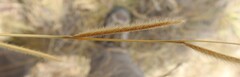 Bouteloua pectinata