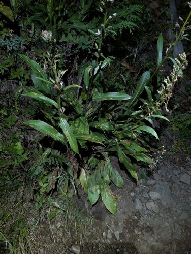 Rainiera stricta