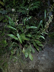 Rainiera stricta