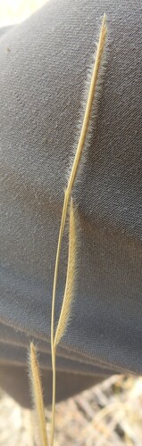 Bouteloua pectinata, photograph 1